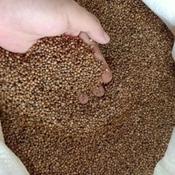

Ketumbar Hitam Asli!!! Murni Kualitas Premium 500Gram Untuk Teh Kesehatan masak dll || Bagus Untuk Kesehatan Untuk Mendetox