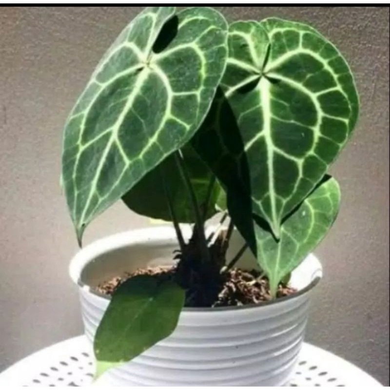 tanaman hias kuping gajah/tanaman hias tarantula kuping gajah