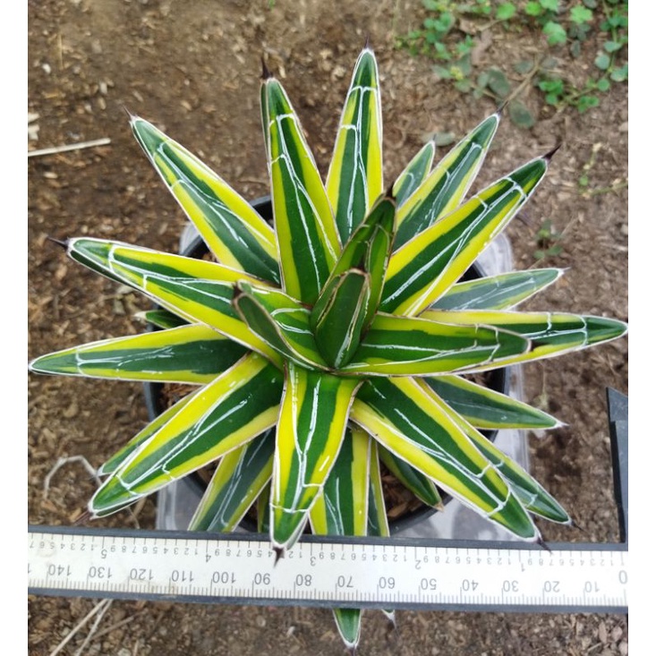 agave victoria var jumbo