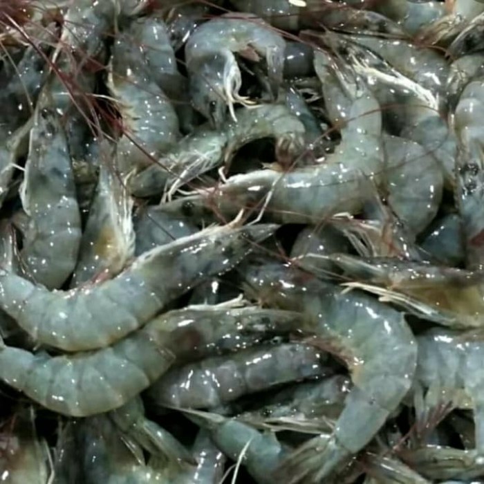 

Udang Fresh 500 Gram Utuh