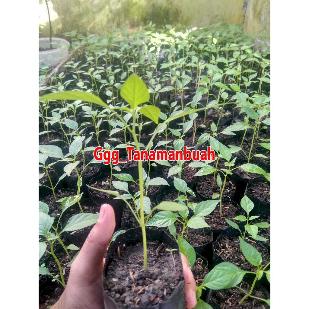 Bibit cabe rawit sudah berbuah