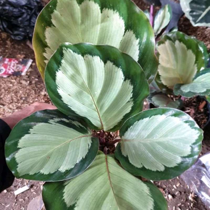 Calathea Corona