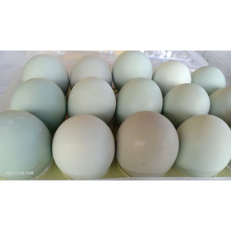 

Telur Asin ARSY