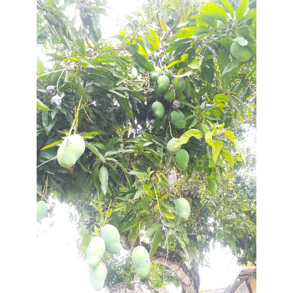 

Mangga gadung madu megkal/mentah fress dari pohon