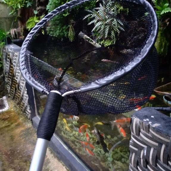 seser ikan koi besar serokan ikan besar kolam - M