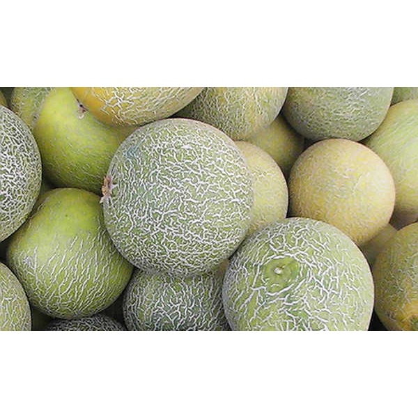 FCW - Buah Melon 1 Buah 1.5 - 2 KG