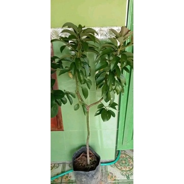 BIBIT ALPUKAT RED VIETNAM TINGGI 1 METER BATANG BESAR