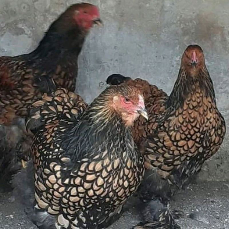 telur tetas brahma gold leced
