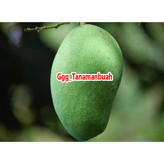 Bibit Mangga Gadung 1 meter up Batang besar