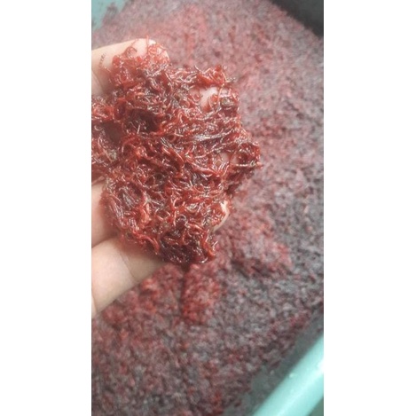 CACING DARAH BEKU (CABEK)