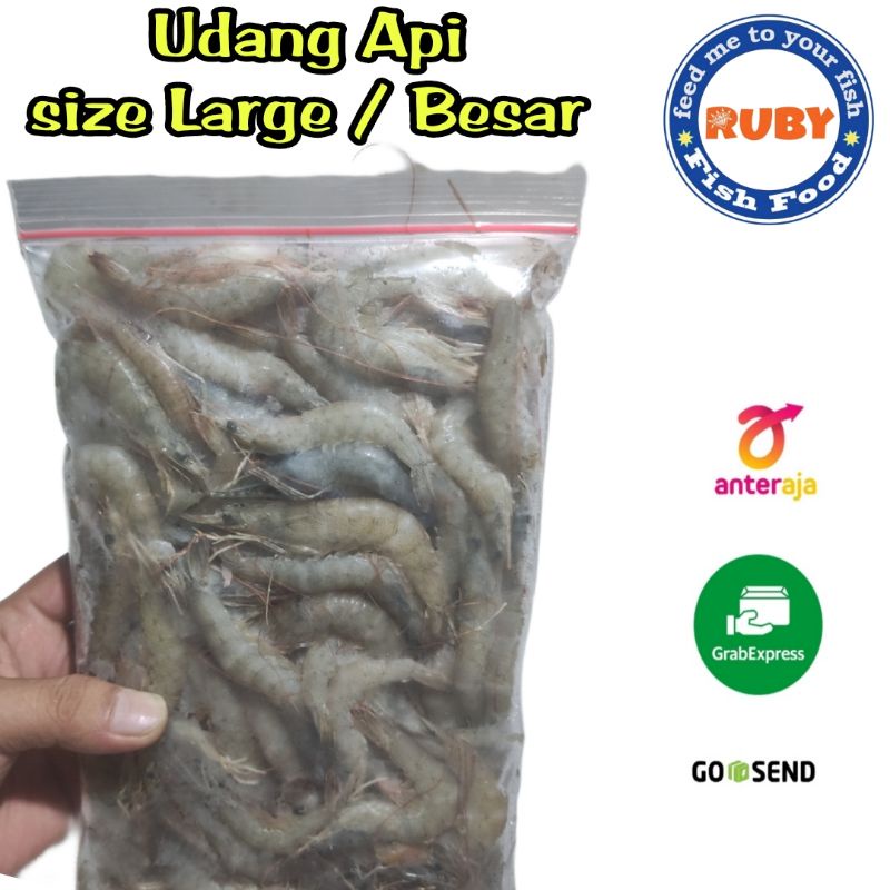 

UDANG API BESAR / UDANG API BEKU / UDANG BEKU SIZE BESAR