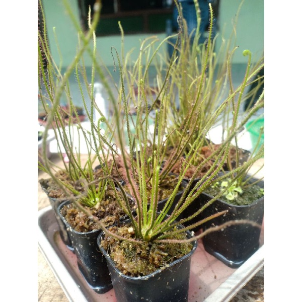 Biji benih Drosera filiformis