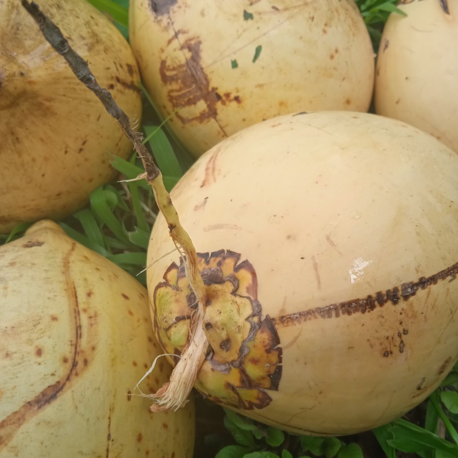 

buah kelapa gading kuning muda perbutir