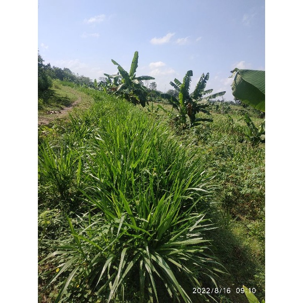 bibit rumput odot super jumbo
