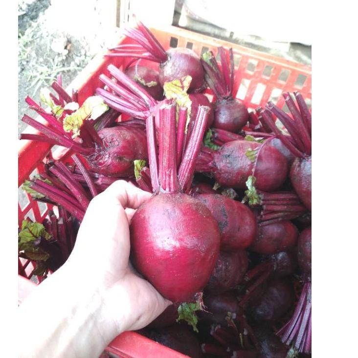 

㊢ buah bit segar 1 kg beetroot merah ❂