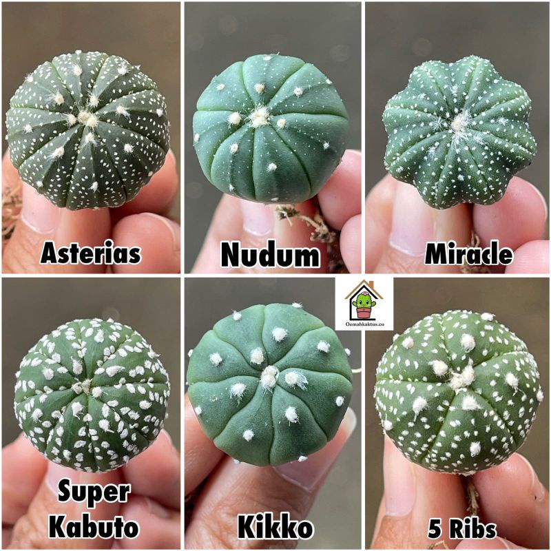 Kaktus Astro Astrophytum Nudum Asterias Kabuto