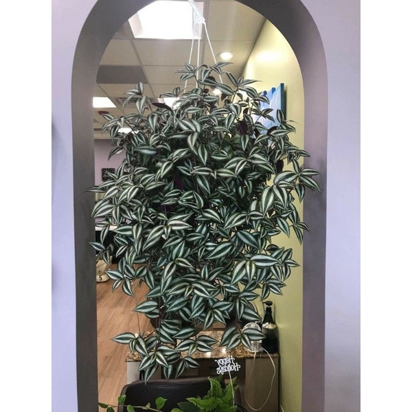 tanaman gantung cantik rimbun