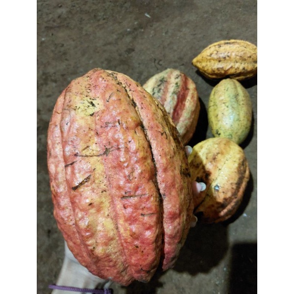 

Buah coklat/buah kakao matang segar dipetik secara langsung