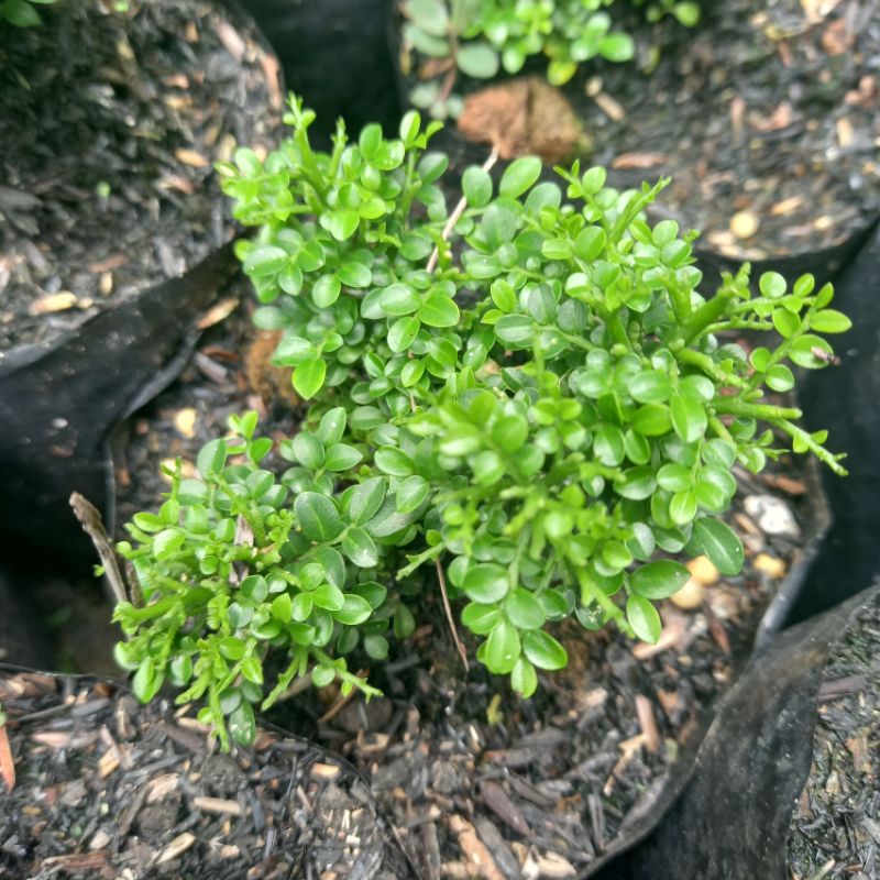 kemuning super mikro Thailand ukuran kecil #achmadeffendi #shafaflowers #kemuningsupermikro