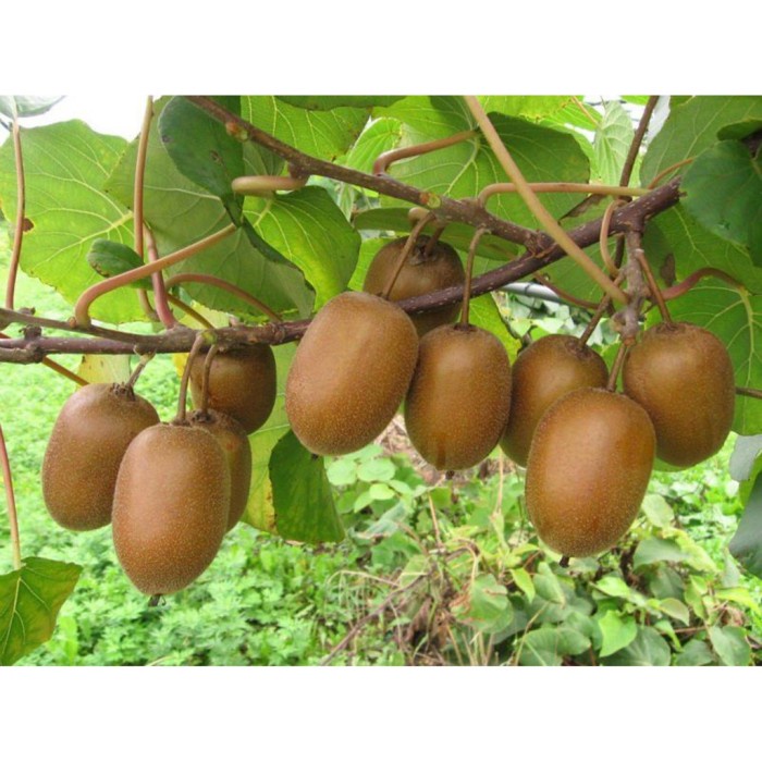 Bibit Benih Biji Buah Kiwi - Biji Tanaman Pohon Buah Kiwi - Bibit Buah AA99