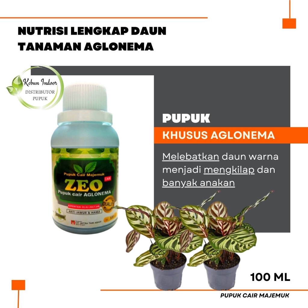 Pupuk Organik Nutrisi Aglonema, Pupuk Daun Aglonema Kilap Daun Aglonema, Pupuk Aglonema Terbaik