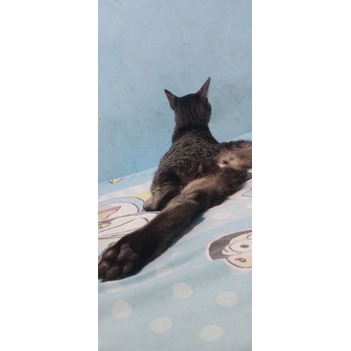 Kucing Lucu Gambar