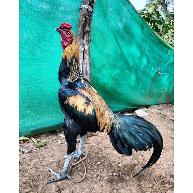 

JUAL TELUR AYAM BANGKOK ASELL MURBAY PAKET 2 BUTIR