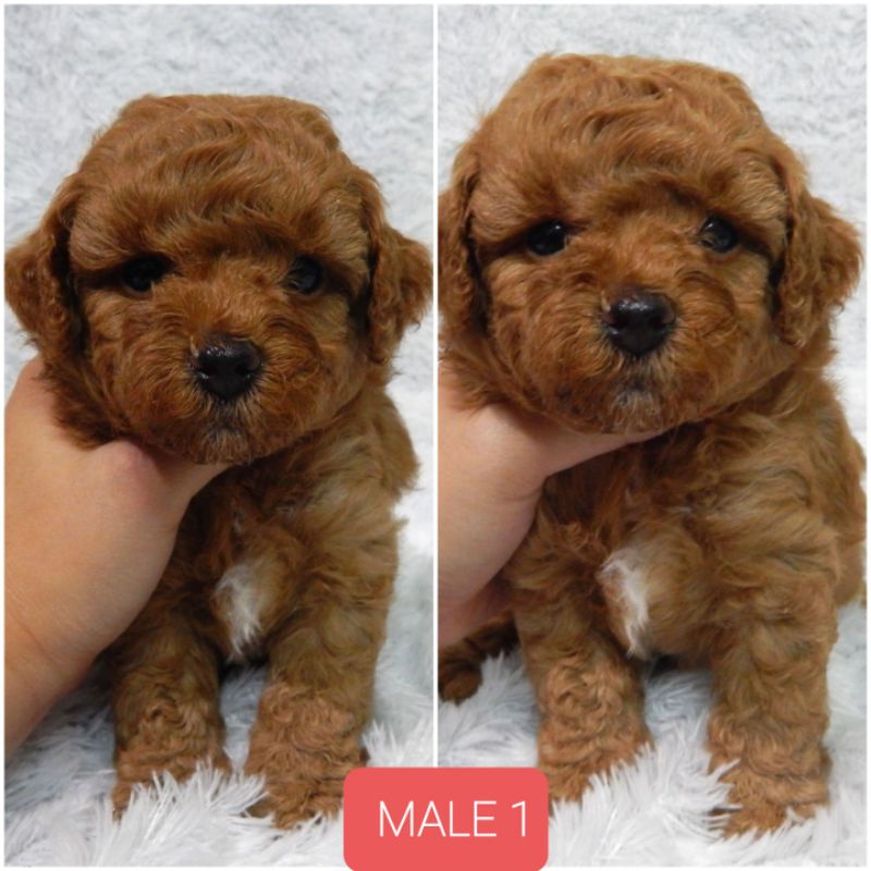 Anjing Red Toy Poodle
