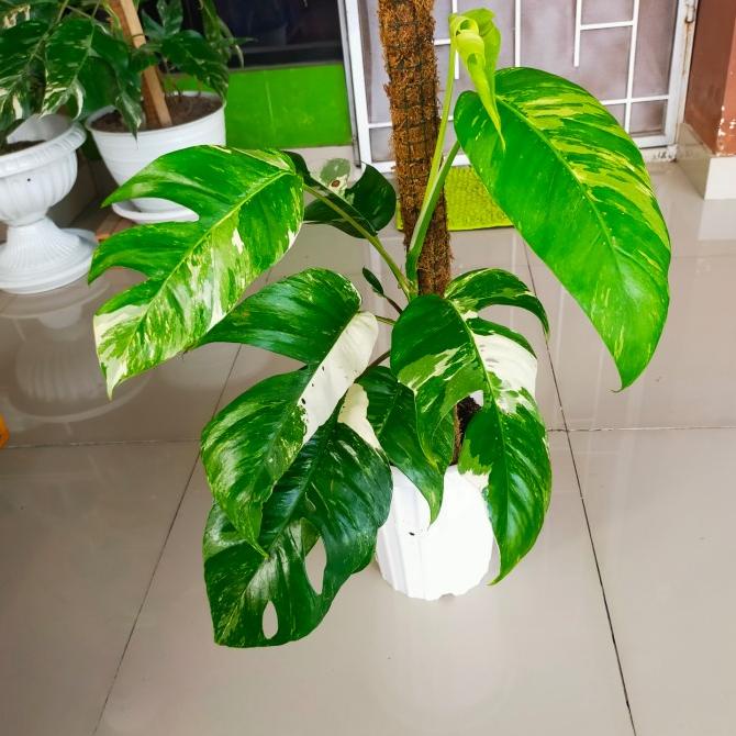 Epipremnum Variegata