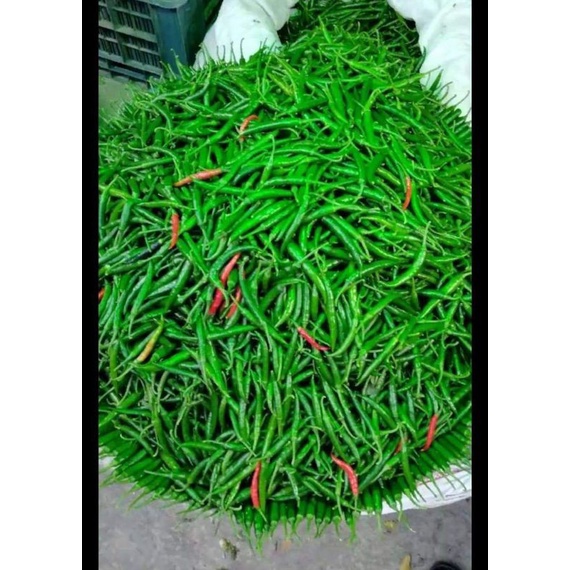 

cabai cabe kriting hijau fresh