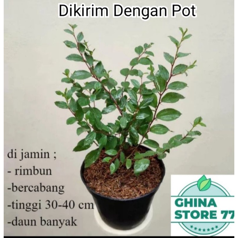 Tanaman bidara Arab Asli / Pohon Bidara Arab Asli
