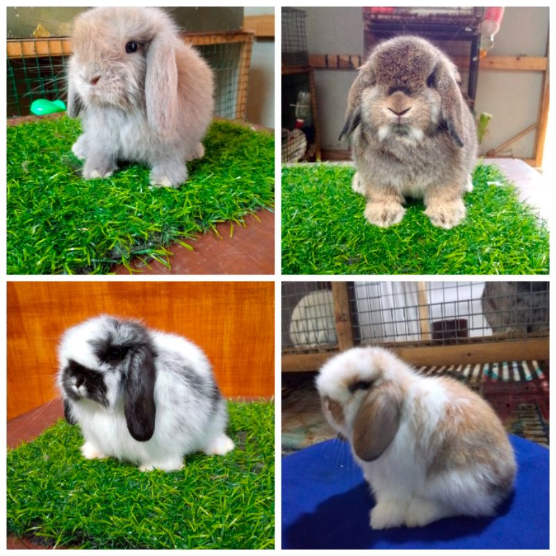 kelinci import holland lop