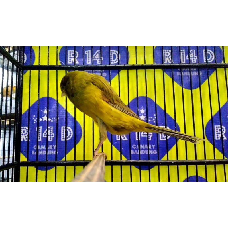 KENARI YORKSHIRE JANTAN (02)