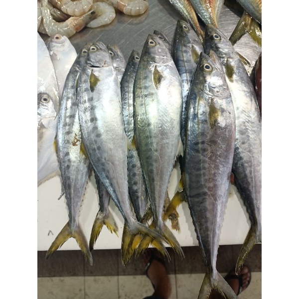 

Ikan Tenggiri Kecil 100gr, Sameday Instan Delivery Jogja