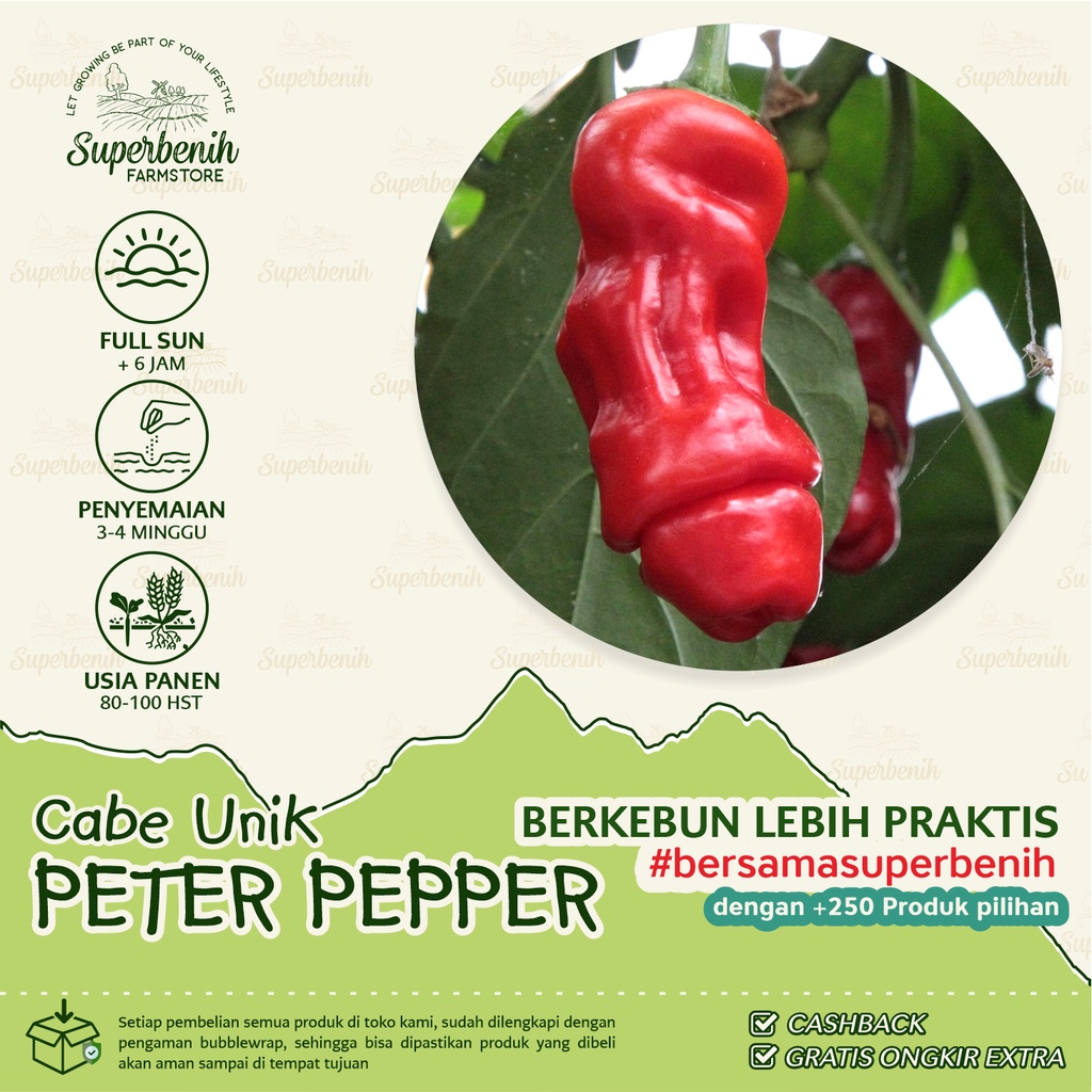 5 Biji - Benih Cabe PETER PEPPER