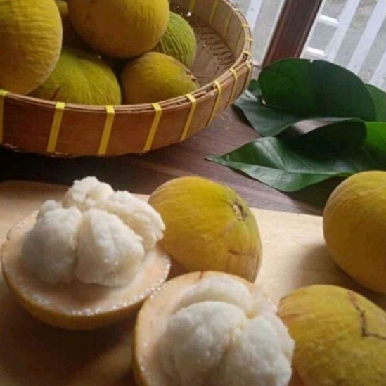 

Buah Kecapi Manis & Fresh