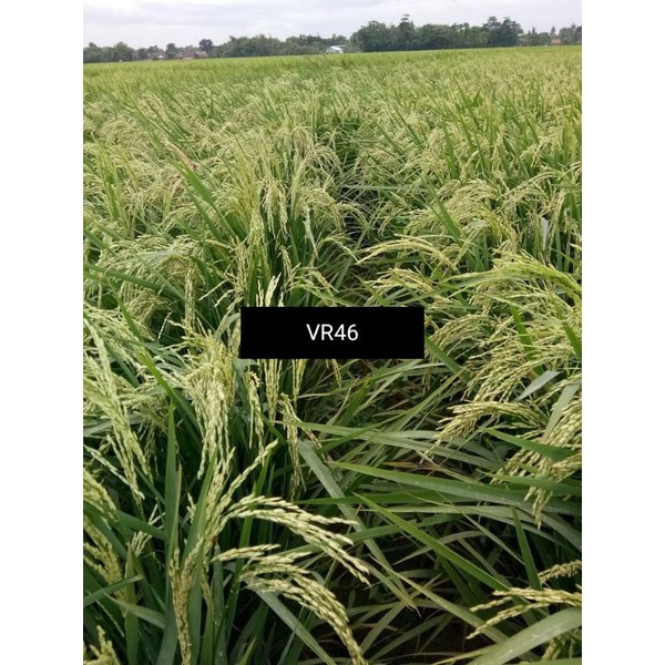 Benih padi unggul Vr 46 vr46 kualitas top 5 kg