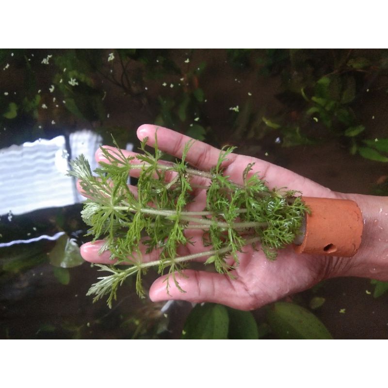 sisilisflora per pot tanaman aquascape