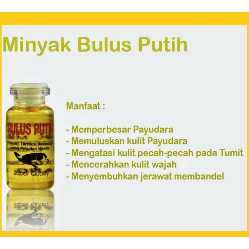 Minyak Bulus Original Untuk Pria dan Wanita