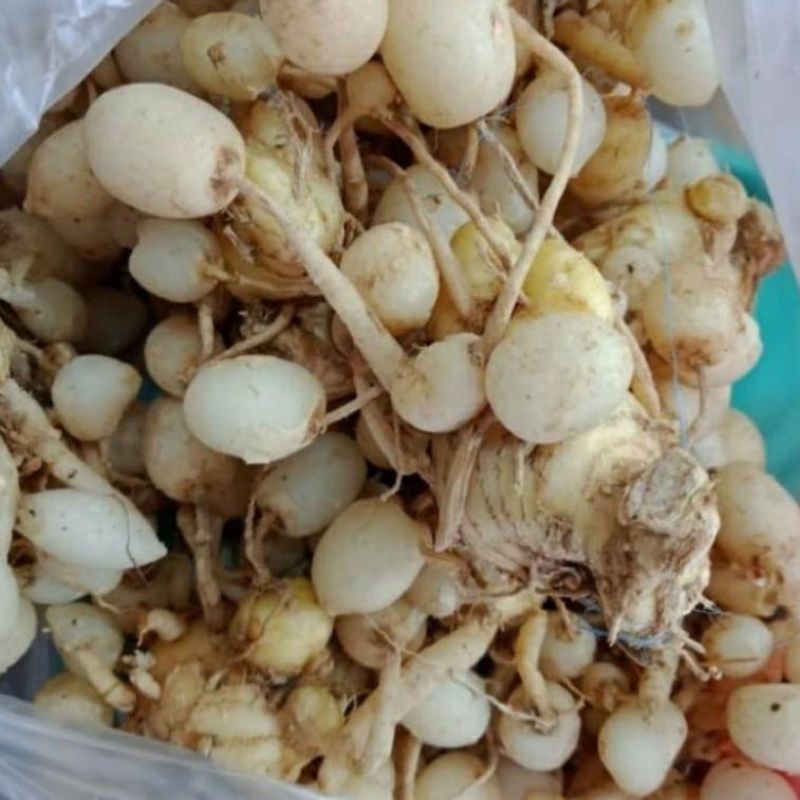 

kunyit putih gombyok 500 gram