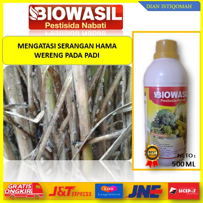 ( Ampuh ) BIOWASIL Pertisida & Nabati Mengatasi Hama Wereng Coklat & Hijau Pada Padi, Obat Wereng Pa
