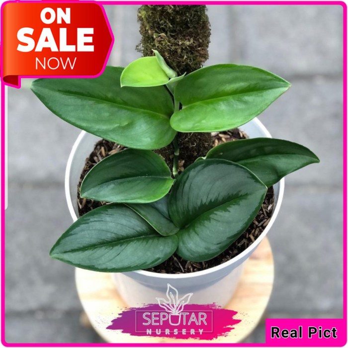 (BISA COD) scindapsus treubii moonlight - tanaman hias scindapsus moonlight