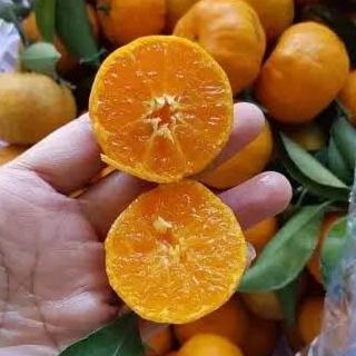 joss BIBIT POHON JERUK SANTANG MADU - BIBIT TANAMAN JERUK SANTANG MADU viral