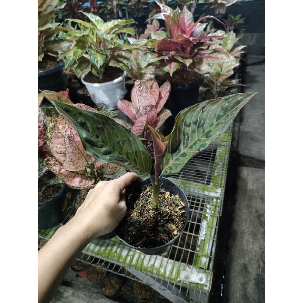 Aglaonema Red Army