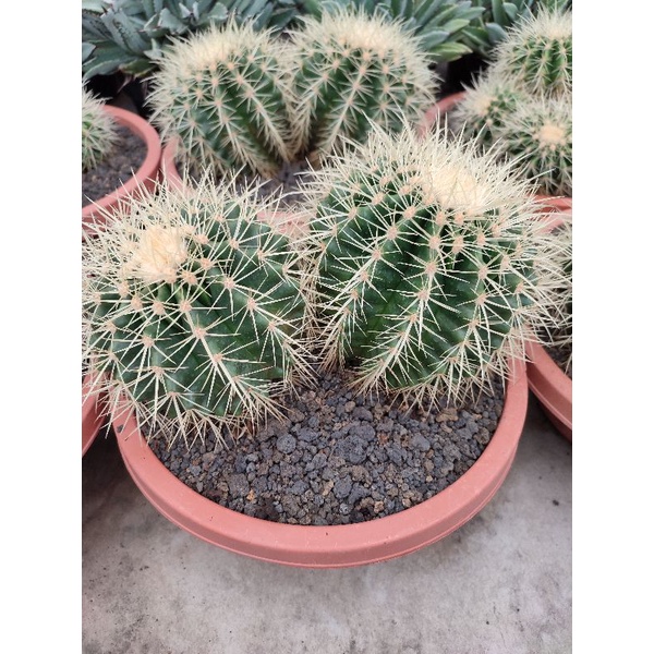 Echinocactus Grusonii/Golden Barrel Cluster | DP 25cm