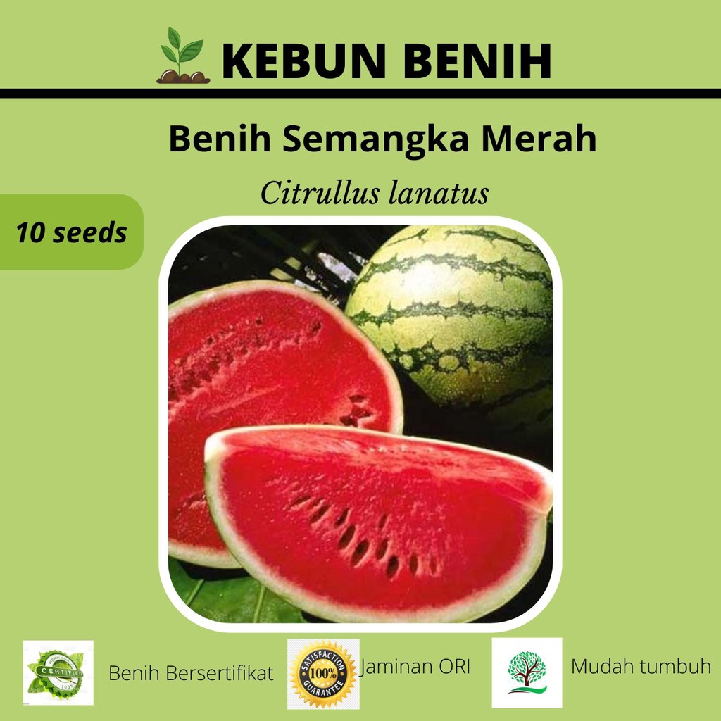 Benih Tanaman Buah Semangka Merah Kualitas Unggul