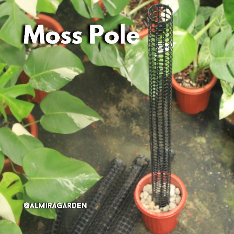 Jual Moss Pole Tanpa Isi Cm Meter Turus Lumut Tiang Penyangga