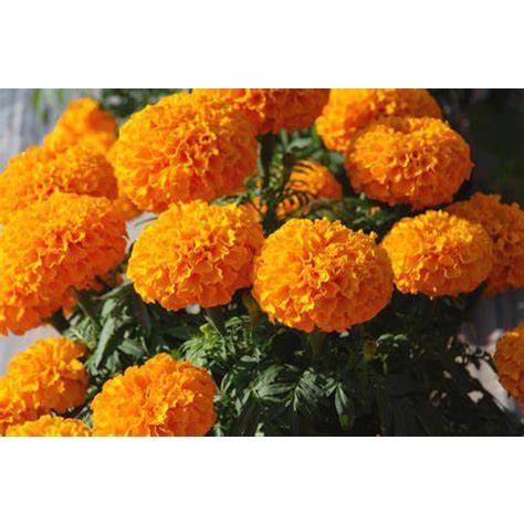 Benih Tanaman Marigold Orange Kualitas Unggul