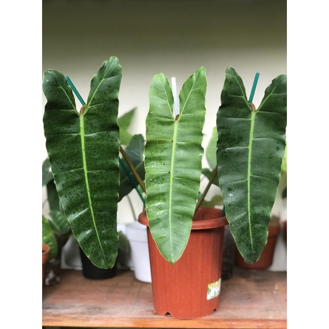 PHILODENDRON BILLIETIAE X ATABAPOENSE TANAMAN