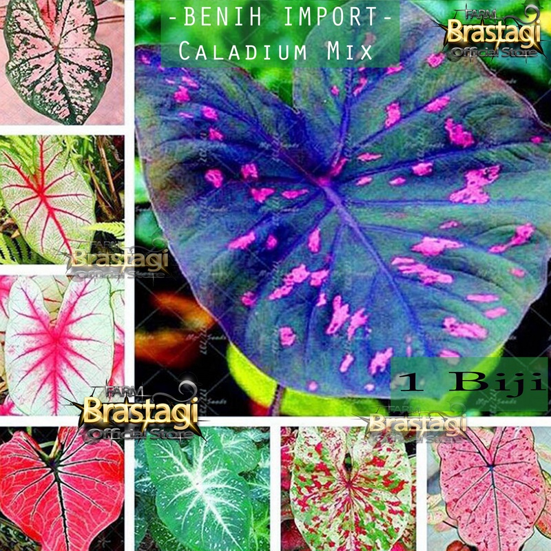 Bibit Benih Biji Caladium Keladi Tanaman Hias 8 Jenis Mixed Import